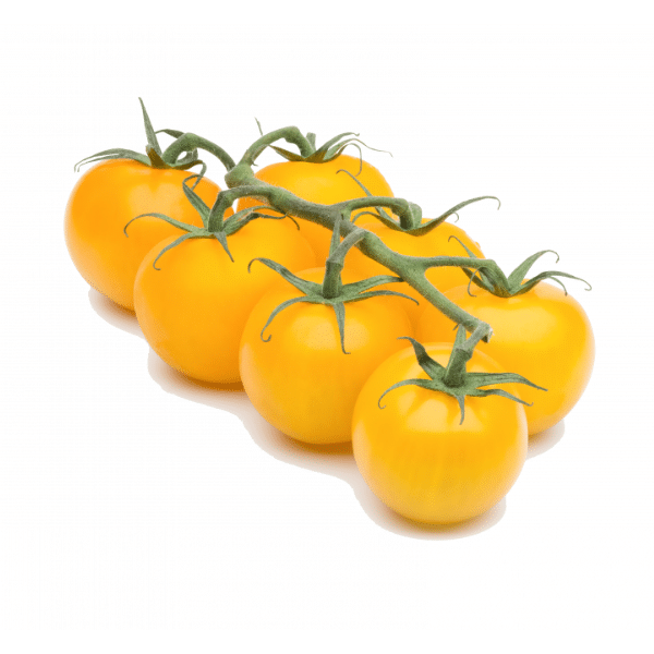 עגבניה שרי צהוב